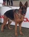public/dog_images/11493/1647336406.SASHA R.jpg